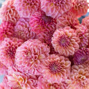 Person holding a bouquet of pink flowers with a blurred background