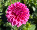 Ferncliff Classy rose-pink formal decorative dahlia bloom