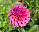 Ferncliff Classy dahlia showing richly saturated raspberry-pink petals