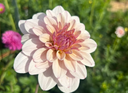 Jasmine Pearl waterlily dahlia with creamy pale-purple petals and lavender-pink center