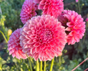 Linda's Baby ball dahlias with rounded peachy-pink blooms and warm coral undertones