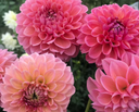 Linda's Baby dahlia blooms showing their warm peachy-pink color