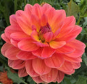 Oregon Sunset waterlily dahlia with glowing coral orange pink and gold petals
