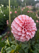 Peaches N’ Cream formal decorative dahlia showing soft blush-peach petals and rounded form