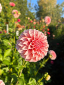 Peaches N’ Cream dahlia flowering in the garden with peach-pink decorative blooms