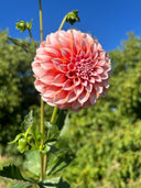 Peaches N’ Cream dahlia bloom in soft peach, blush pink, and cream