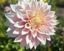 Dahlia Seeds — 100 Seeds