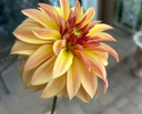 Dahlia Seeds — 100 Seeds