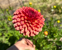 Dahlia Seeds — 40 Seeds