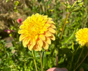 Dahlia Seeds — 40 Seeds