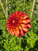 Verrone’s Sandra J