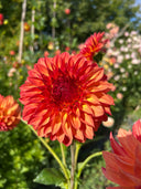 Verrone’s Sandra J